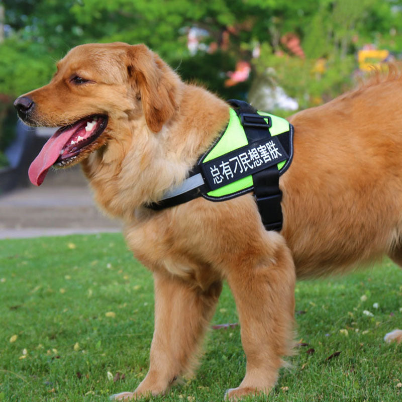 Dog harness and leash set with bright green chest strap and black lead strap