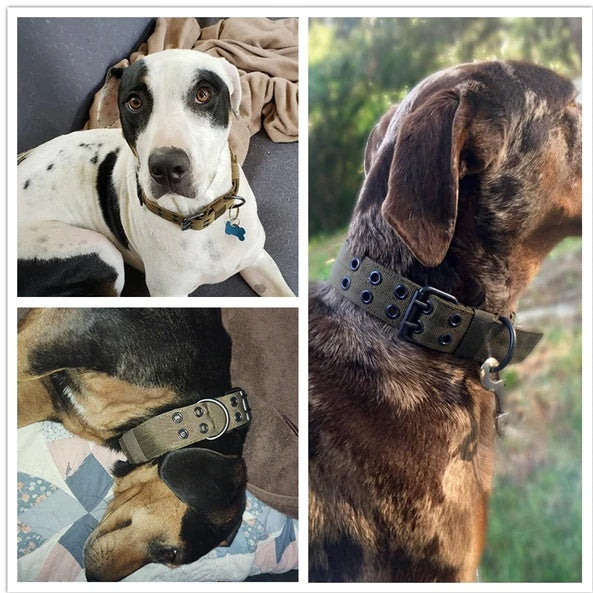 Dog wearing olive-brown tactical collar with metal buckle and grommet holes