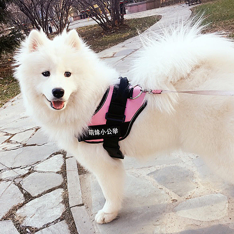 White dog wearing a black chest harness with pink leash and matching lead