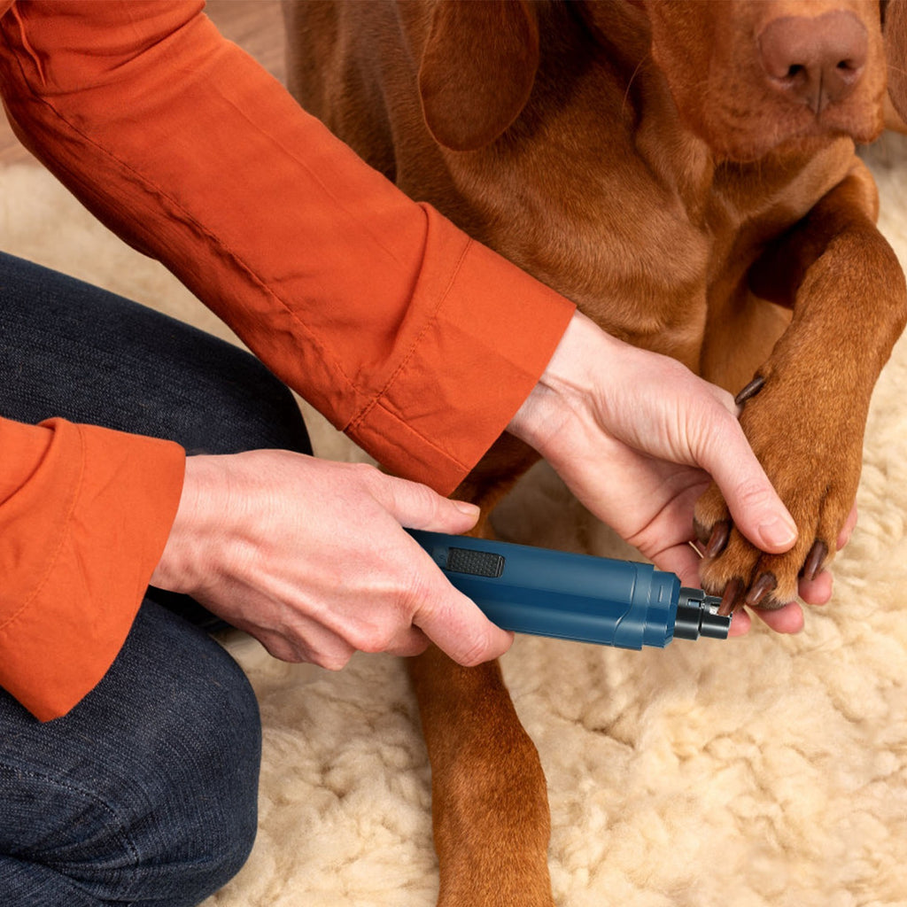 Blue pet nail grinder trimming a dog’s nails while held on the paw