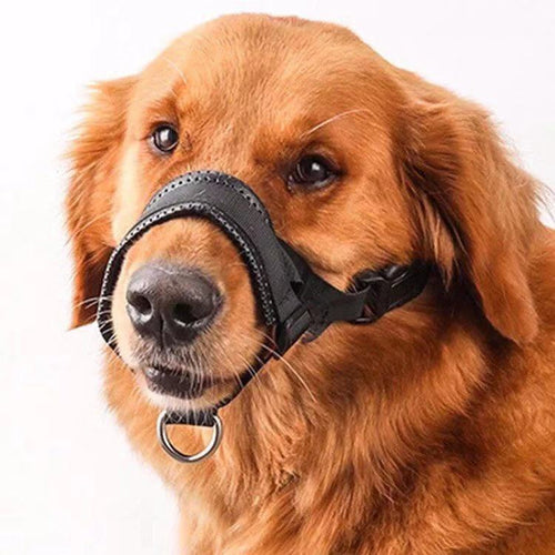 Dog muzzle on golden retriever, black nylon mouth cover with adjustable straps