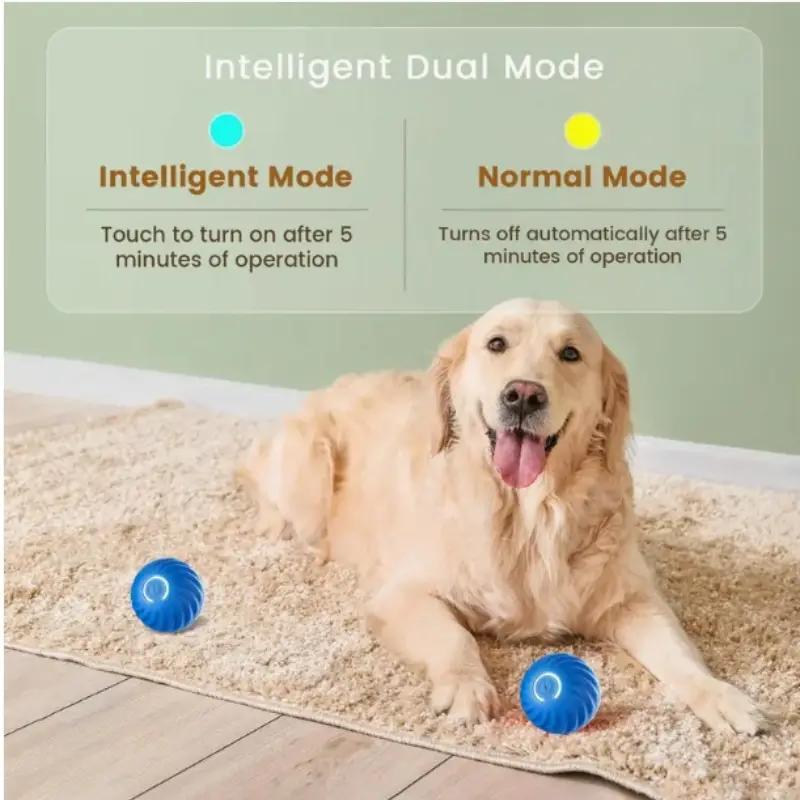 Dog on rug with two blue bouncing jump balls for play