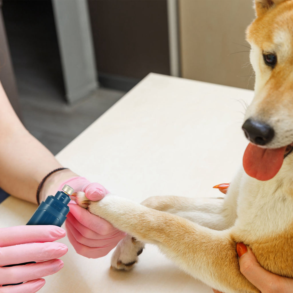 Blue pet nail grinder trimming a dog paw with gloved hands